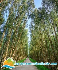 Tour Ghép Du Lịch Miền Tây 3 Ngày 2 Đêm Mỹ Tho, Cần Thơ, An Giang 19 Tour Miền Tây 3 Ngày 2 Đêm - Mỹ Tho - Bến Tre - Cần Thơ - Châu Đốc -Trà Sư