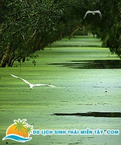 Tour Ghép Du Lịch Miền Tây 3 Ngày 2 Đêm Mỹ Tho, Cần Thơ, An Giang 18 Tour Miền Tây 3 Ngày 2 Đêm - Mỹ Tho - Bến Tre - Cần Thơ - Châu Đốc -Trà Sư