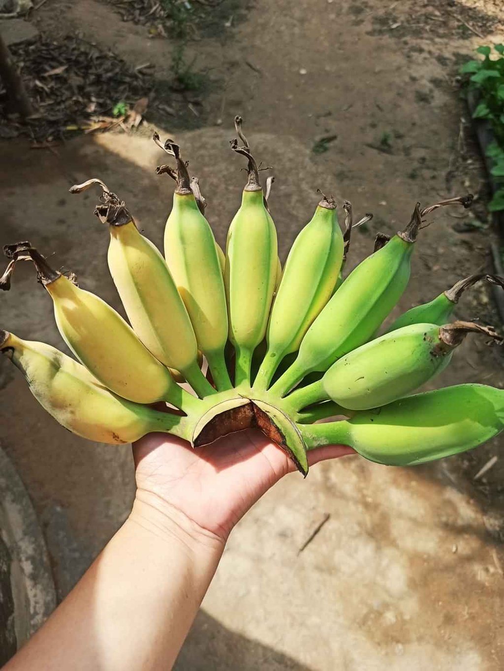 Chuối Đập Miền Tây Chấm Cốt Dừa Thơm Ngậy 15 Chuoi-Dap-Mien-Tay-Cham-Cot-Dua-Thom-Ngay-Ivivu-2