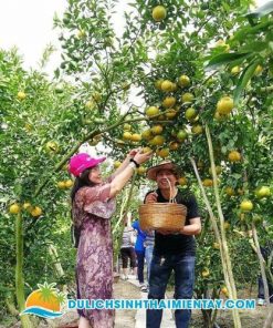 Tour Miền Tây 1 Ngày: Đồng Tháp - Làng Hoa Sa Đéc - Vườn Quýt Hồng Lai Vung - Chùa Lá Sen 9 Tour Du Lịch Miền Tây - Vườn Quýt Hồng Lai Vung Đồng Tháp