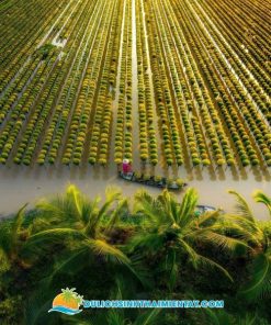 Tour Miền Tây 1 Ngày: Đồng Tháp - Làng Hoa Sa Đéc - Vườn Quýt Hồng Lai Vung - Chùa Lá Sen 11 Tour Miền Tây - Làng Hoa Sa Đéc Đồng Tháp