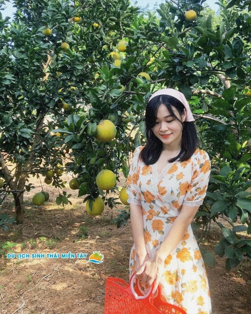 Tour Miền Tây 83 Tour Miền Tây 1 Ngày - Tham Quan Vườn Trái Cây Bưởi Da Xanh